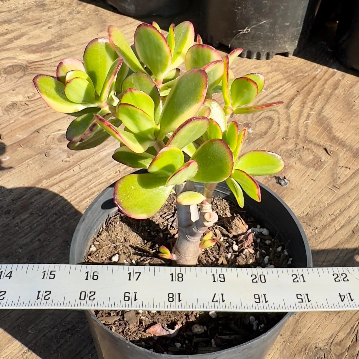 Lemon Lime Jade (PA42) | Crassula ovata 'Lemon & Lime'