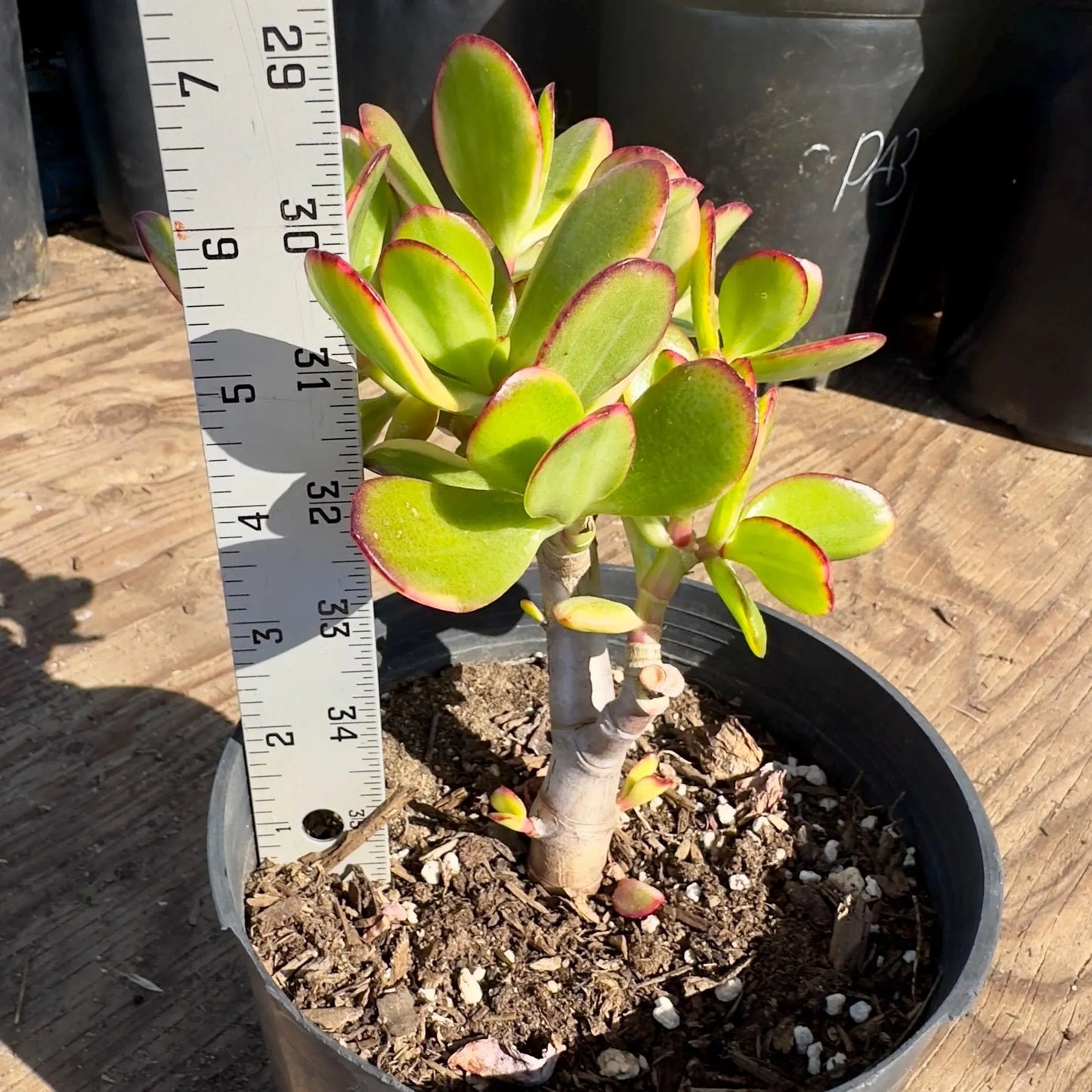 Lemon Lime Jade (PA42) | Crassula ovata 'Lemon & Lime'