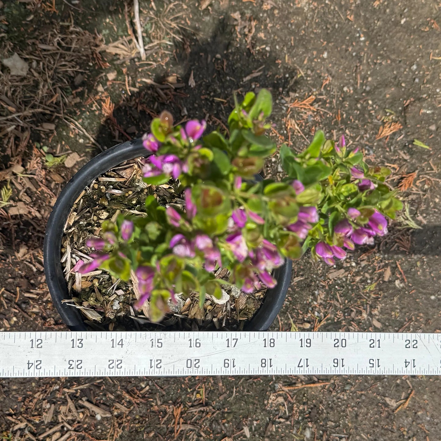 1gal Mexican Sweet Pea Shrub | Polygala x dalmaisiana