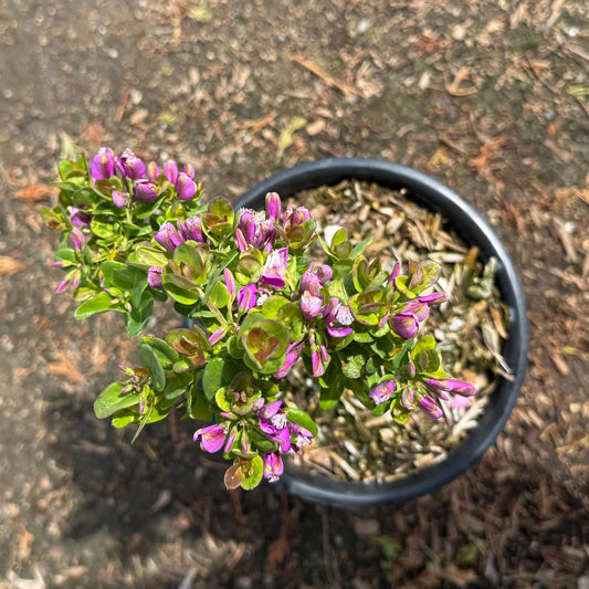 1gal Mexican Sweet Pea Shrub | Polygala x dalmaisiana