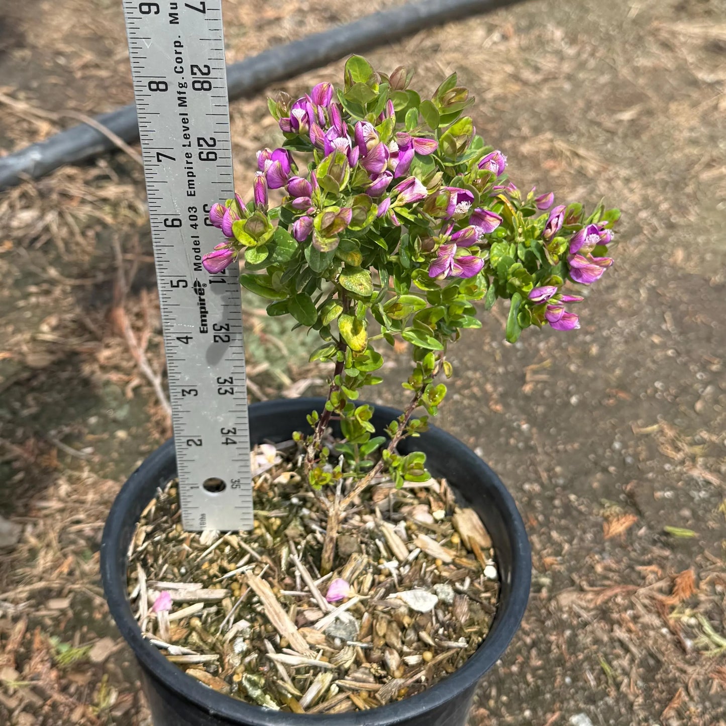 1gal Mexican Sweet Pea Shrub | Polygala x dalmaisiana