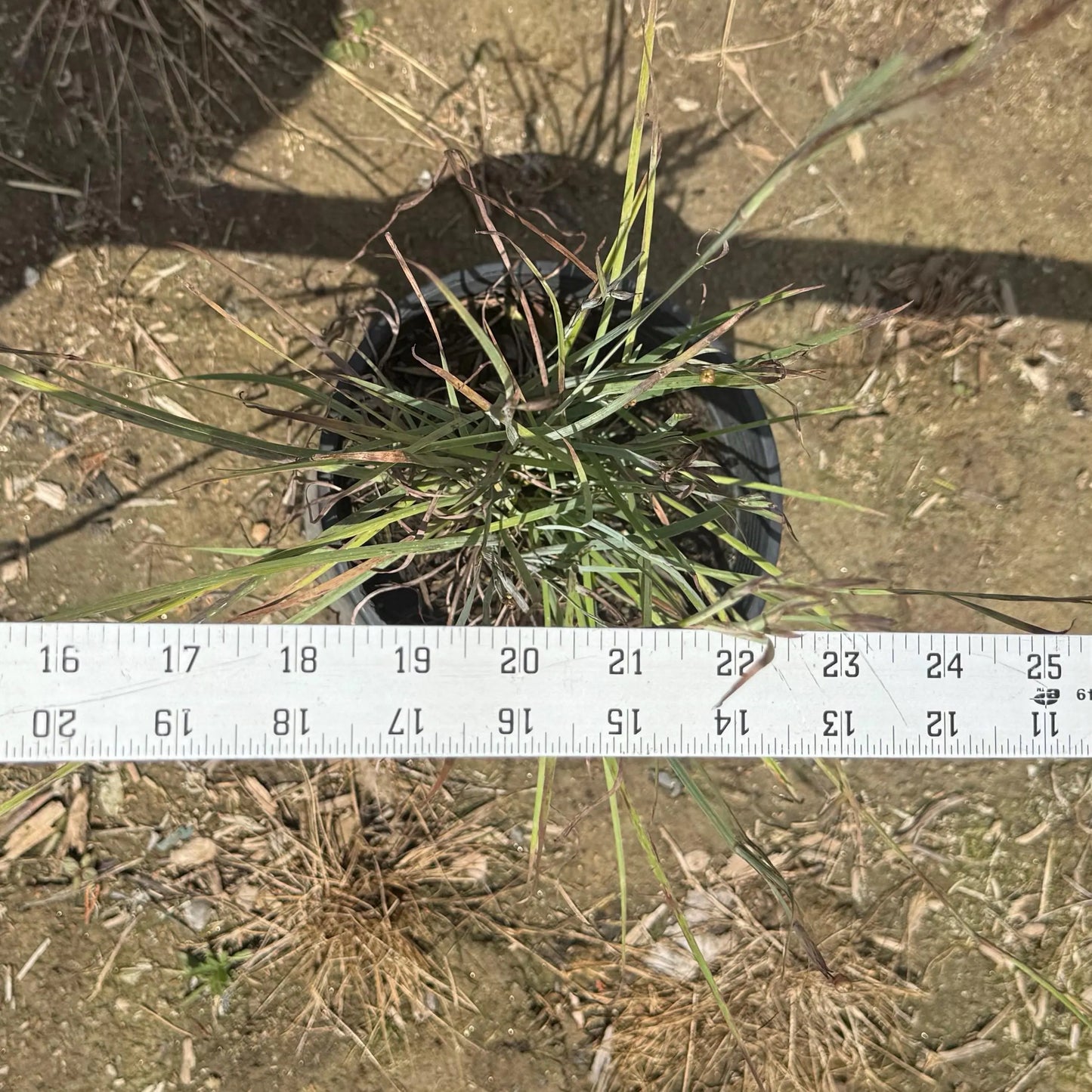 1gal Lemongrass | Cymbopogon citratus