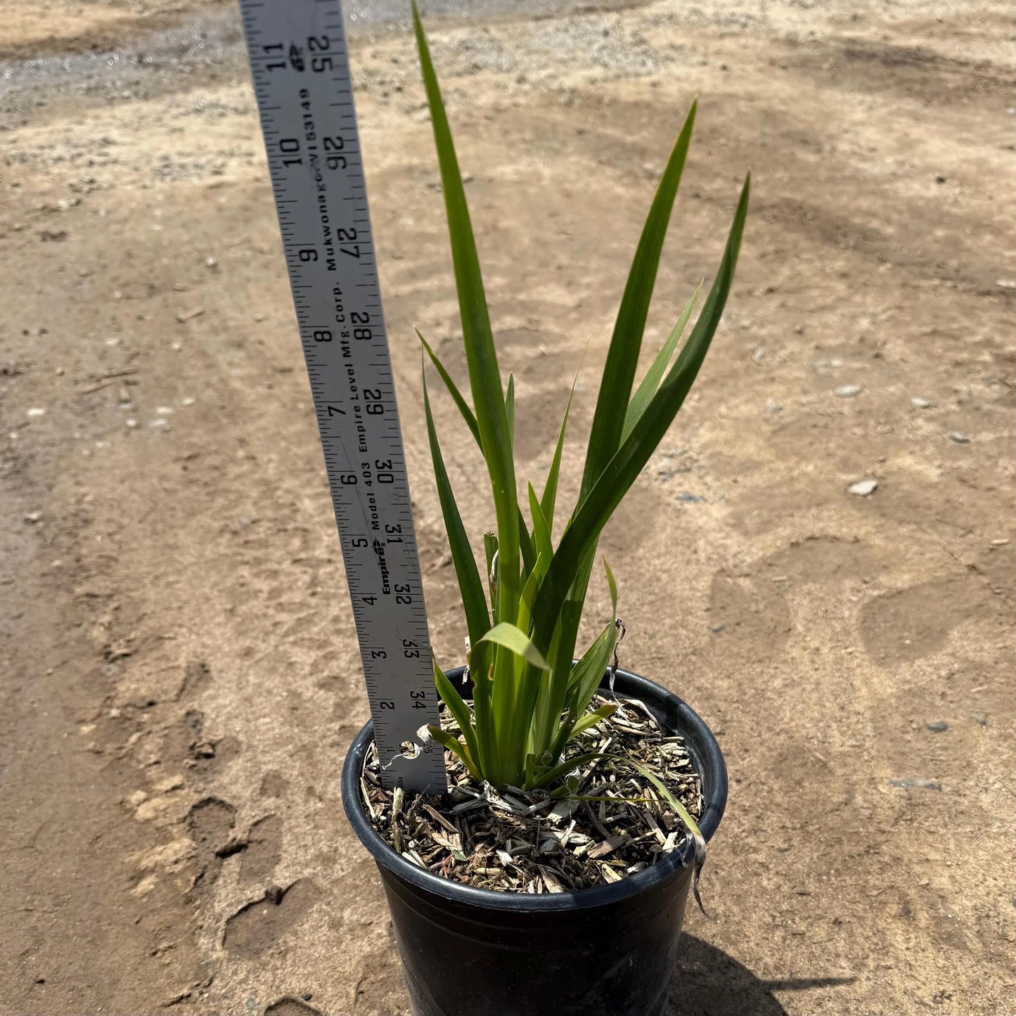 1gal Fortnight Lily | African Iris | Dietes iridioides