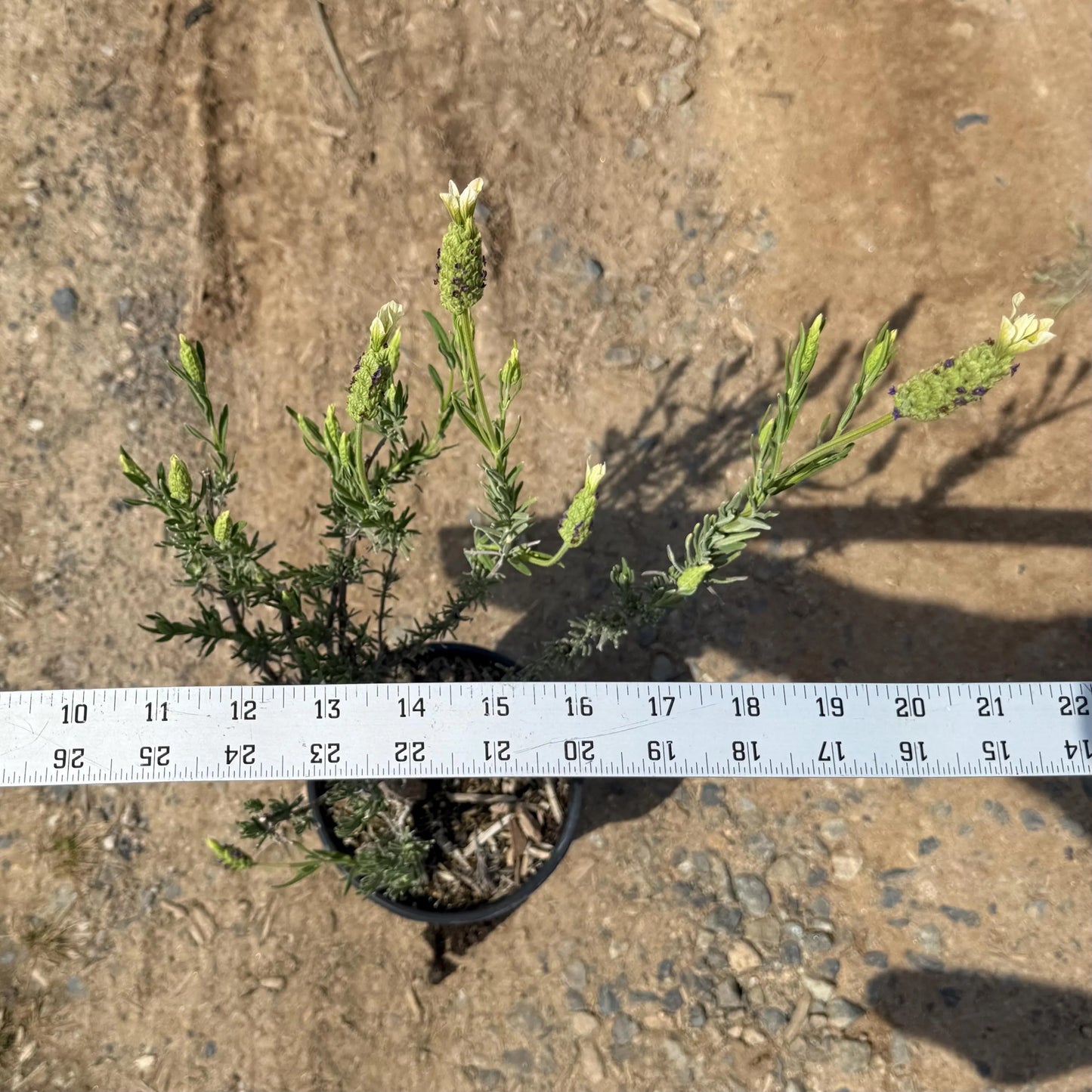 1gal Spanish Lavender | Lavandula stoechas