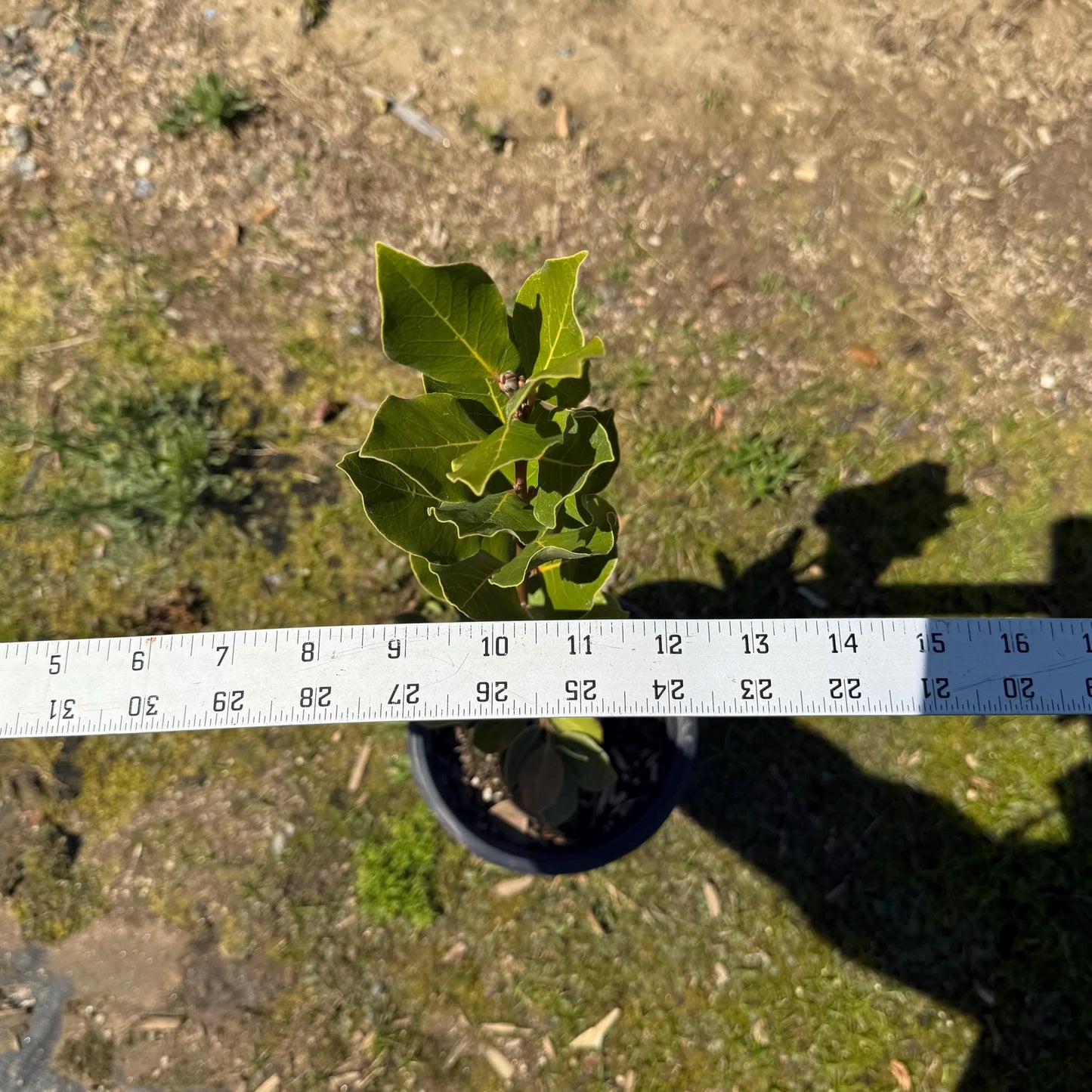 1gal Bay Laurel | Laurus nobilis