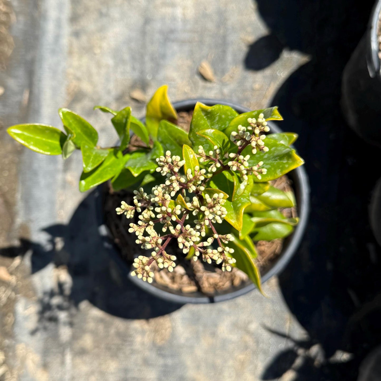 1gal Wax Leaf Privet | Ligustrum japonicum