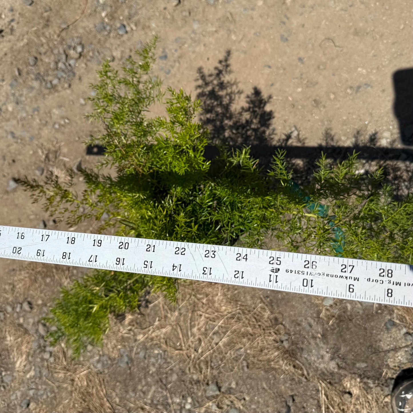 1gal Asparagus Fern | Asparagus setaceus