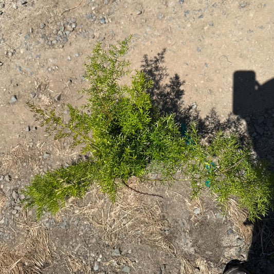 1gal Asparagus Fern | Asparagus setaceus