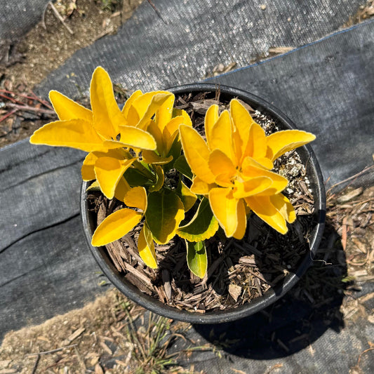1gal Golden Euonymous | Euonymus japonicus ‘Aureo-marginatus’