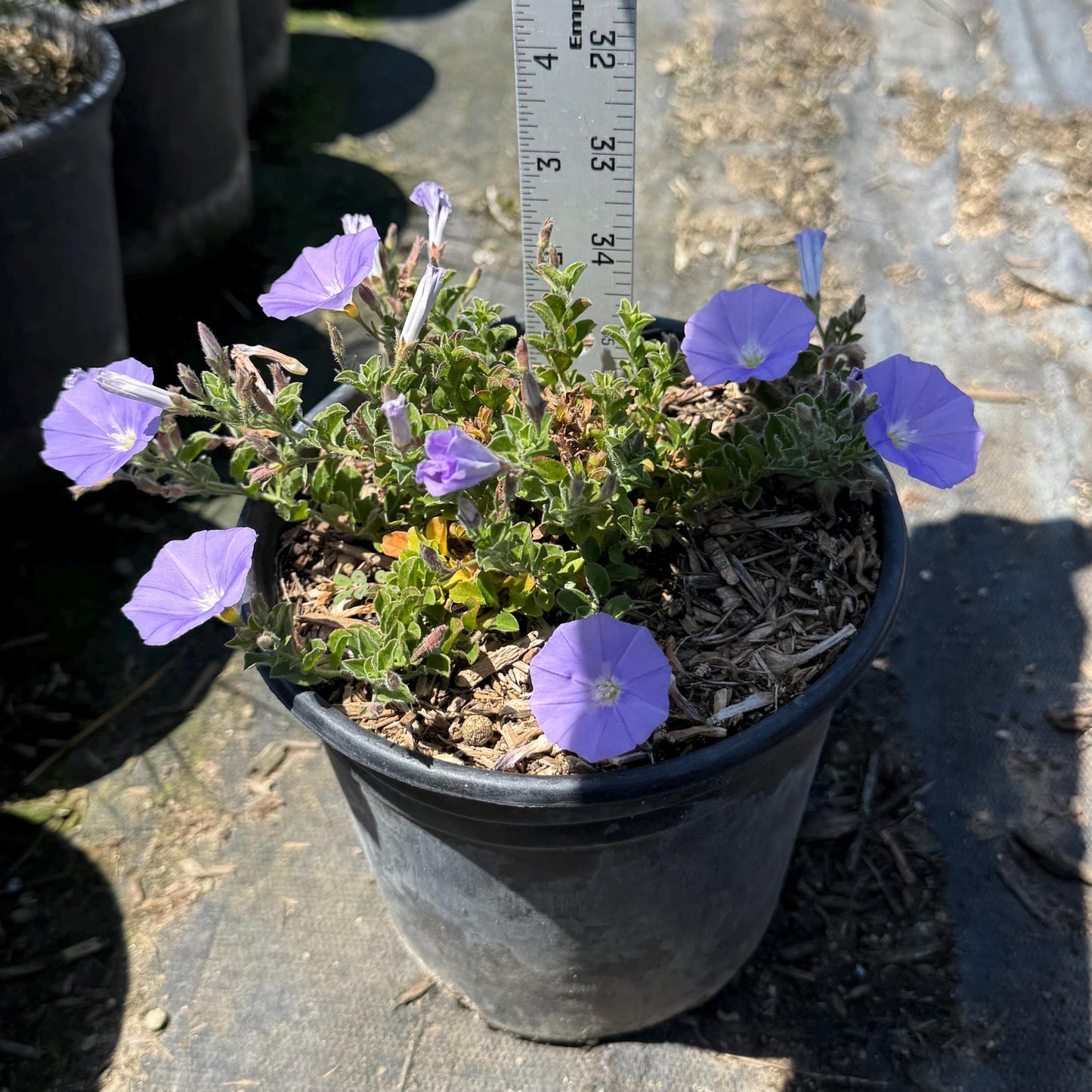 1gal Blue Rock Bindweed | Ground Morning Glory | Convolvulus sabatius