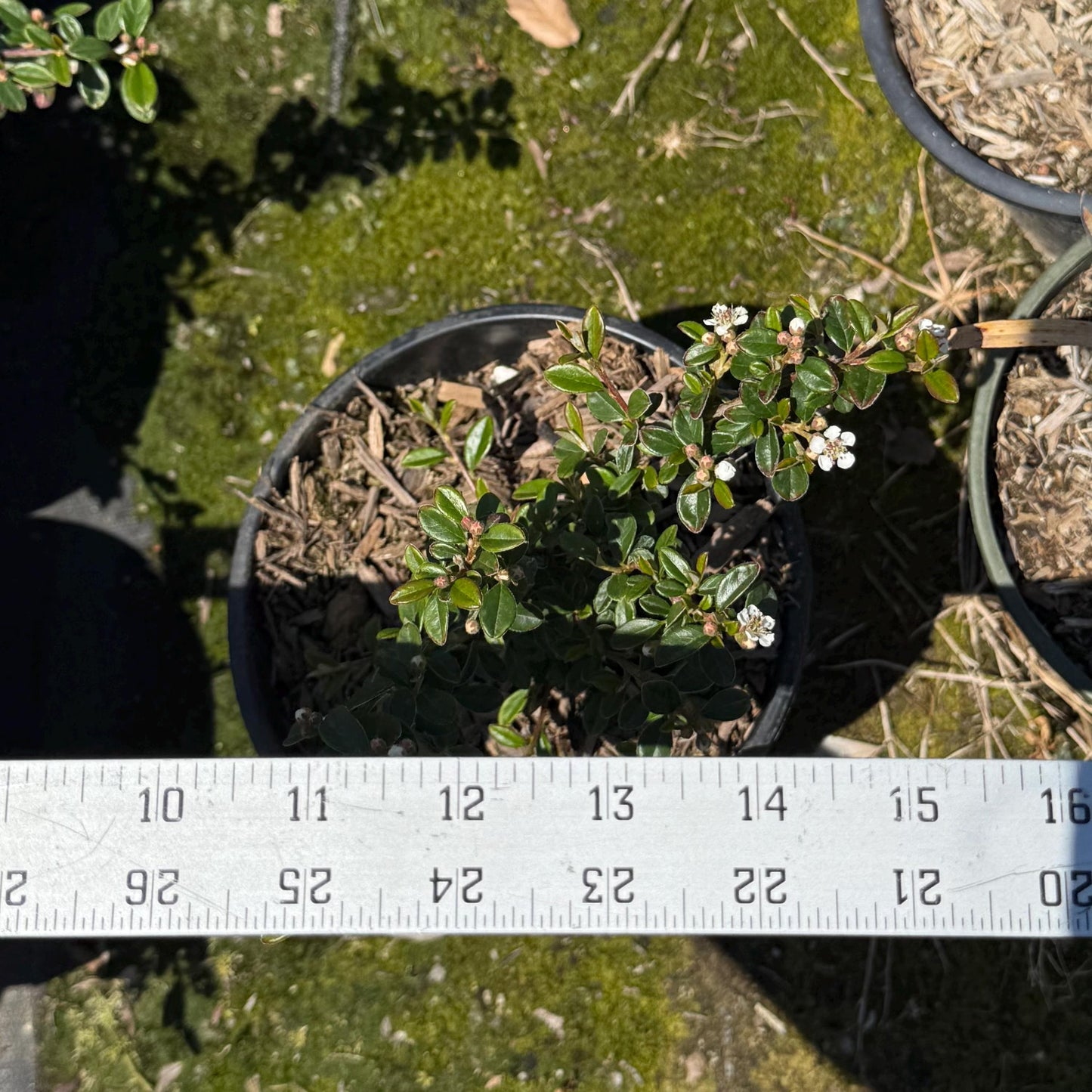 1gal Cotoneaster