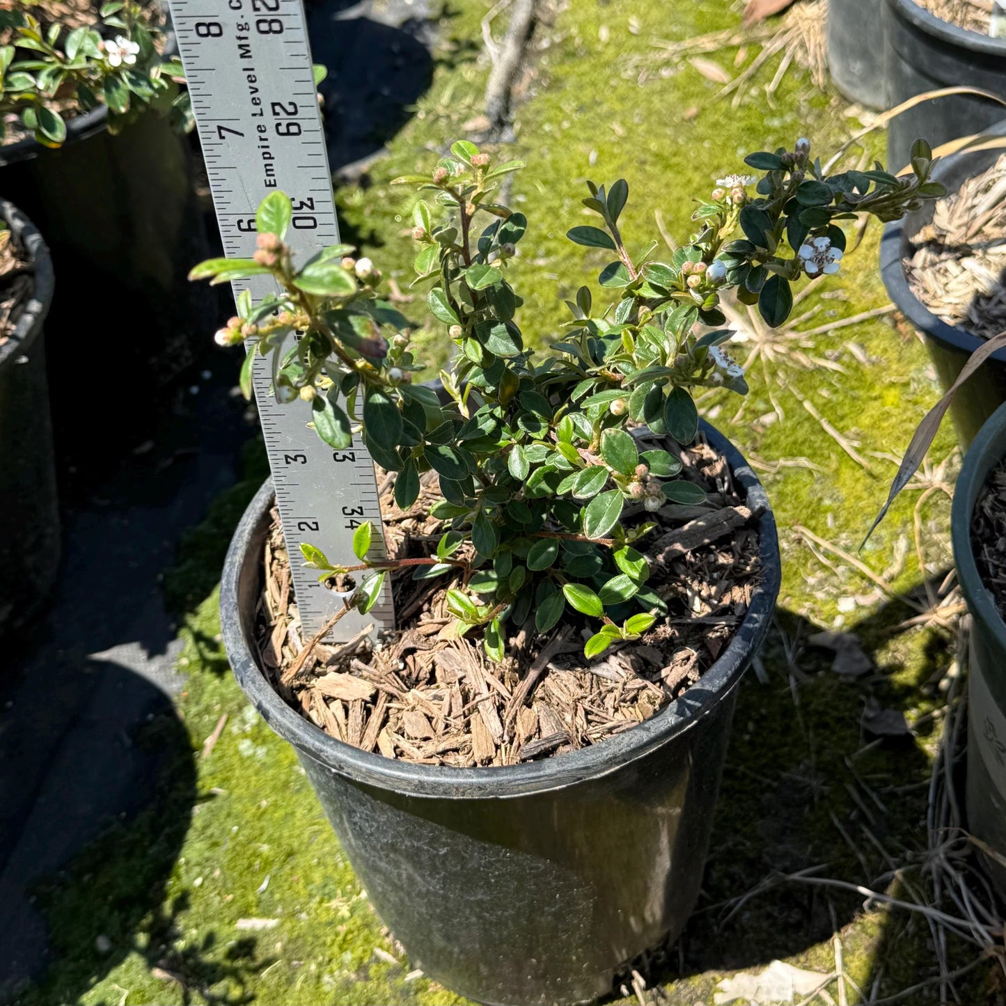 1gal Cotoneaster