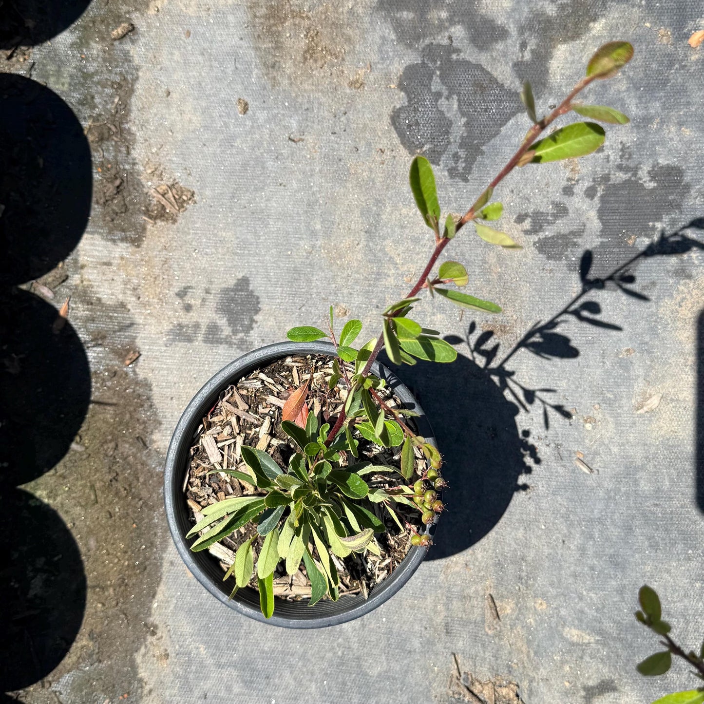 1gal Firethorn | Pyracantha