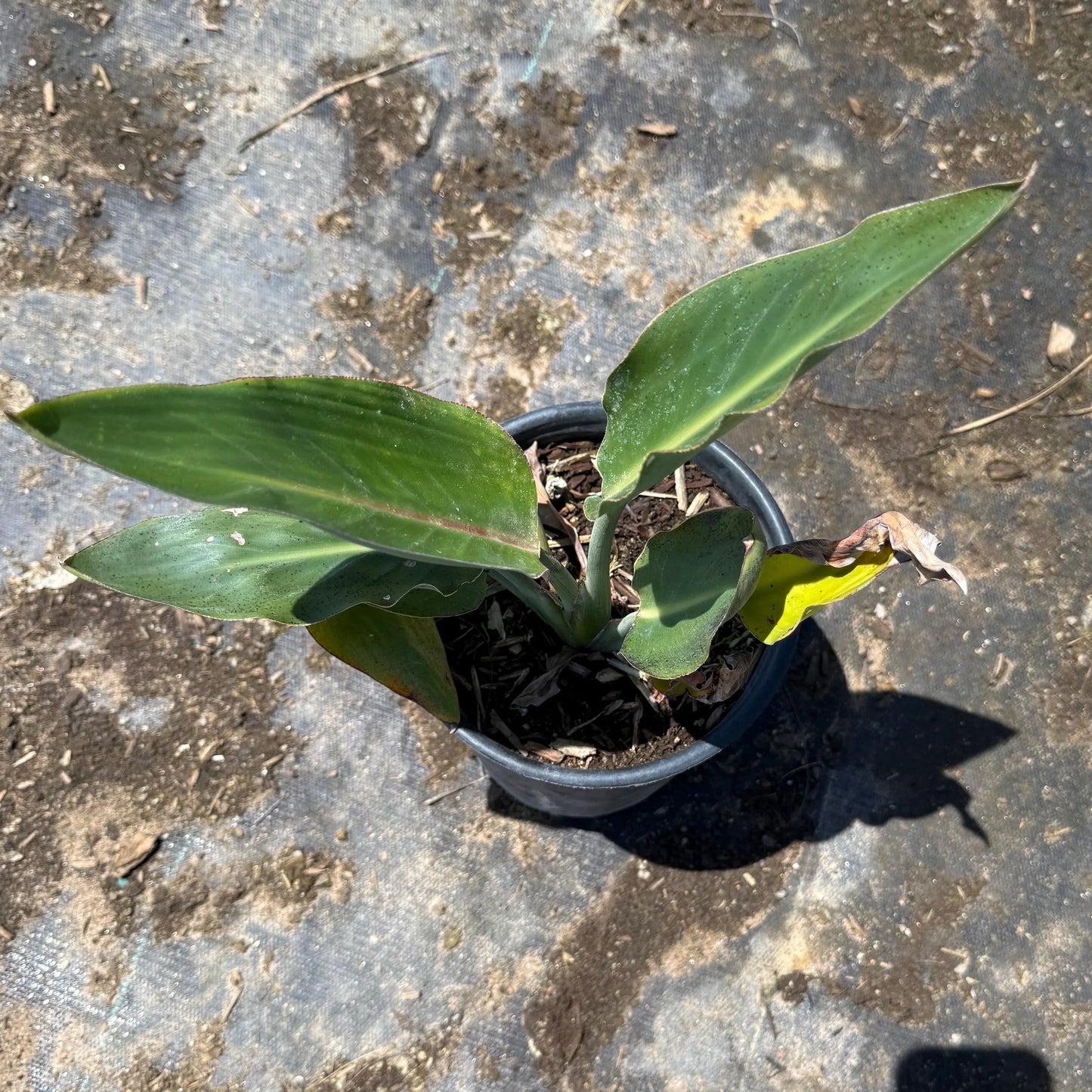1gal Bird of Paradise | Strelitzia reginae