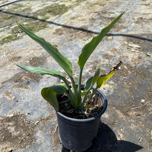 1gal Bird of Paradise | Strelitzia reginae