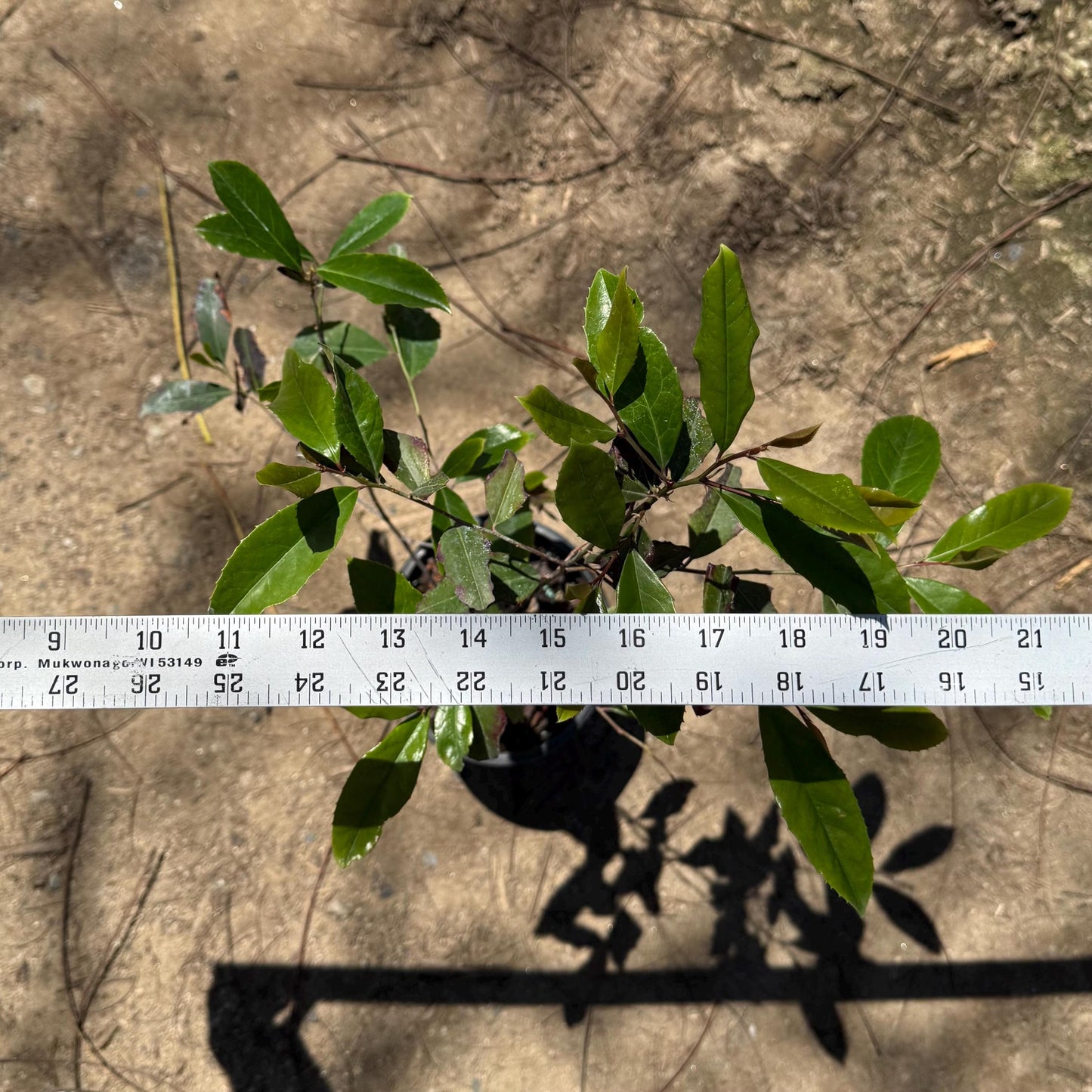 1gal Scarlet Firethorn | Pyracantha coccinea