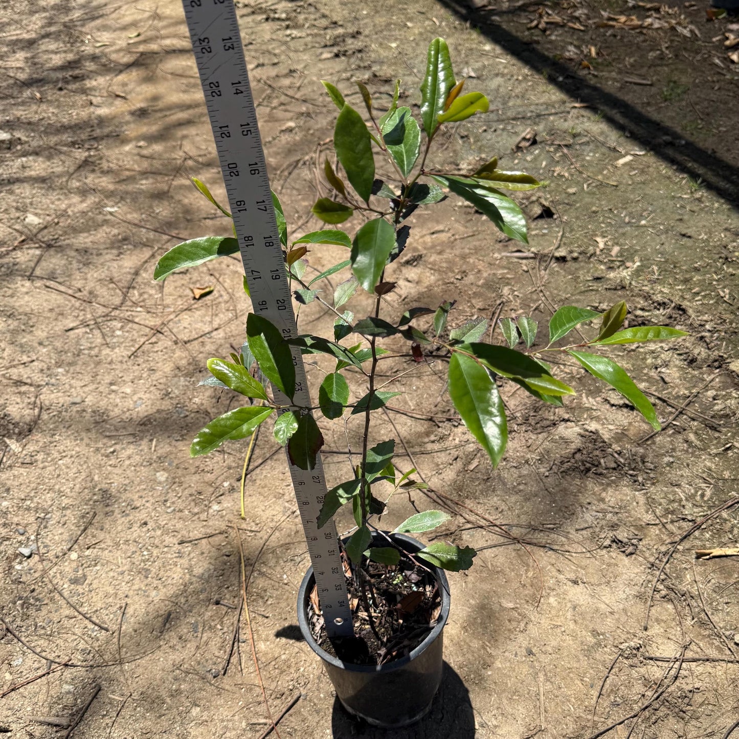 1gal Scarlet Firethorn | Pyracantha coccinea
