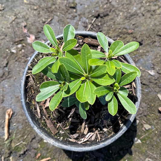 1gal Dwarf Pittosporum | Pittosporum tobira 'Wheeler's Dwarf'