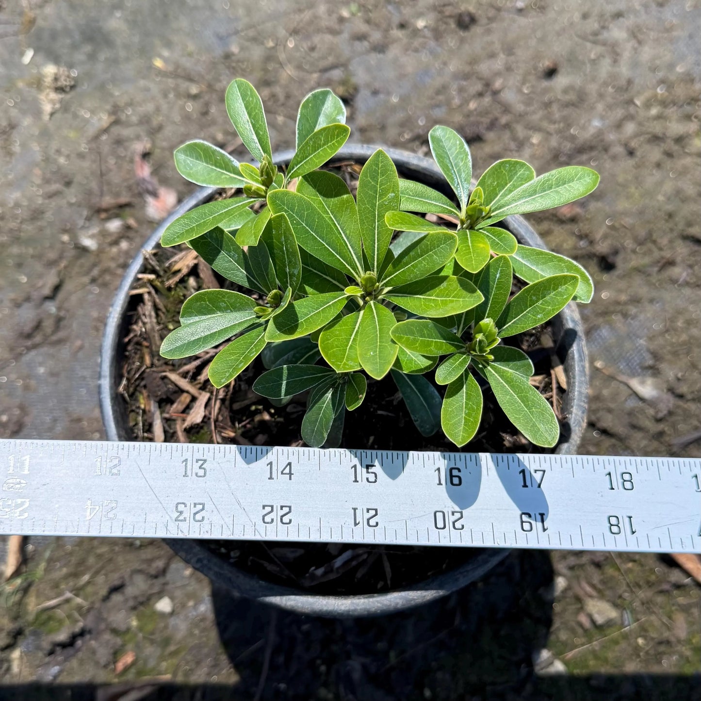 1gal Dwarf Pittosporum | Pittosporum tobira 'Wheeler's Dwarf'
