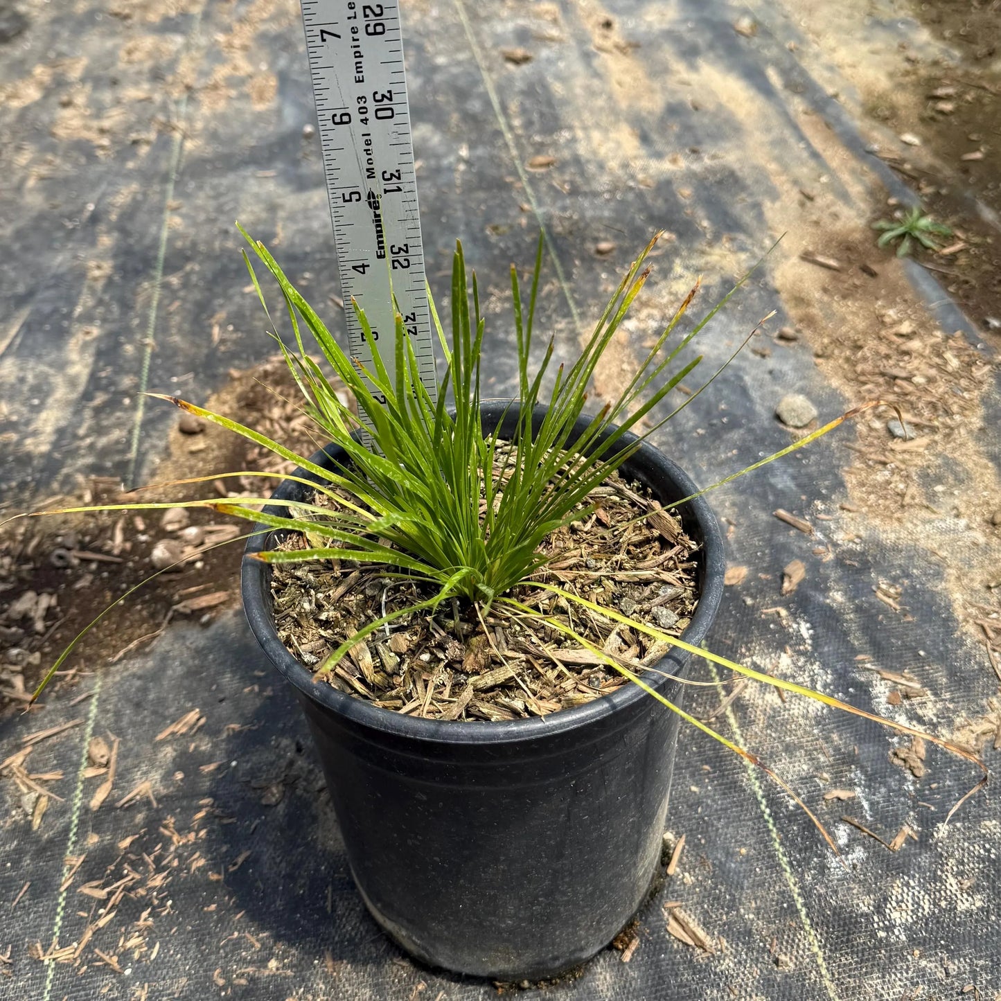 1gal Lomandra 'Shorty' | 'Shorty' Mat Rush | Lomandra confertifolia 'Shorty'