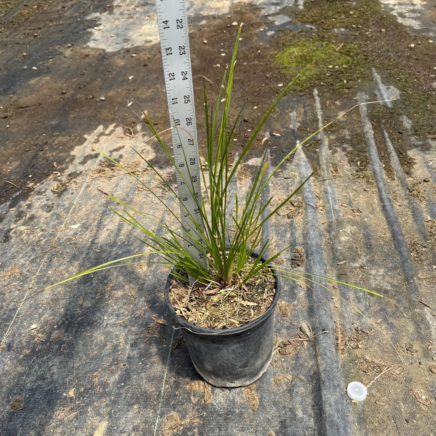 1gal Lomandra 'Breeze' | Dwarf Mat Rush | Lomandra longifolia 'LM300'