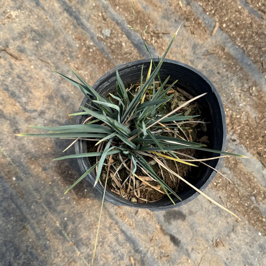 1gal Blue Flax Lily | Dianella caerulea