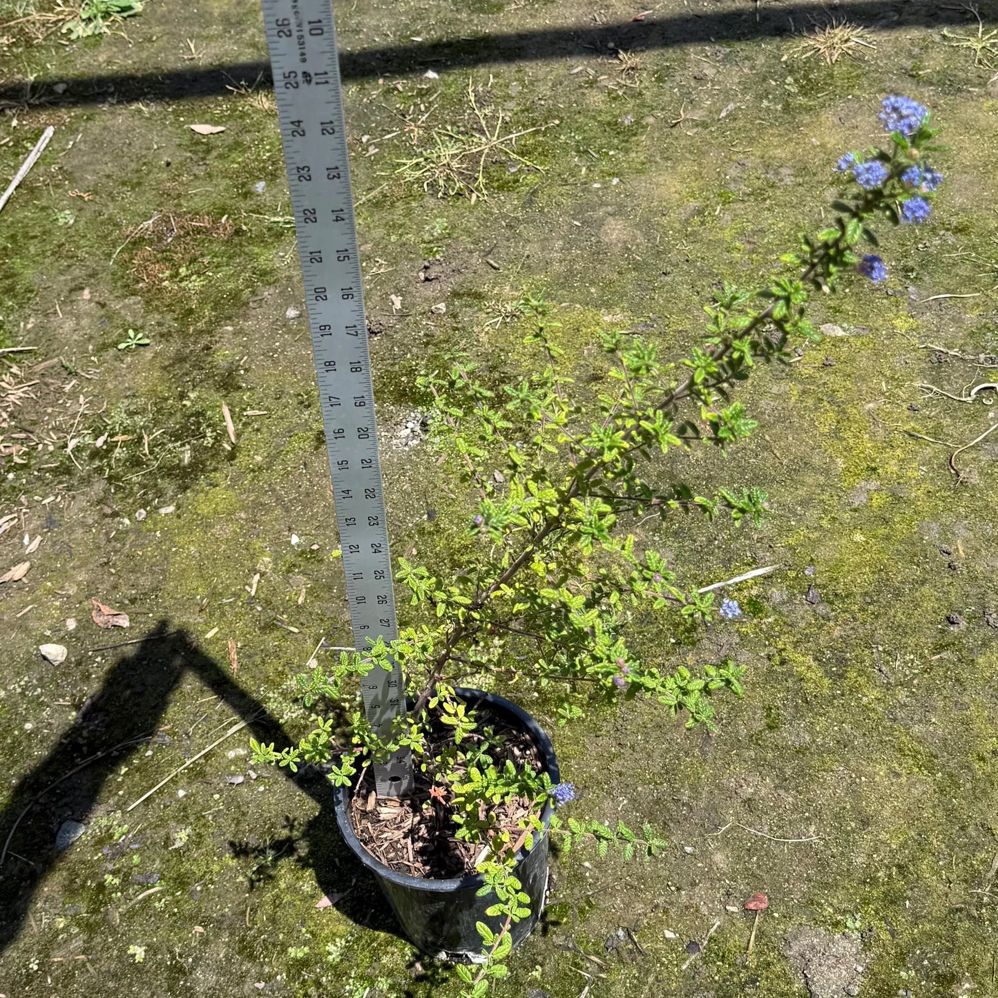 1gal Wavyleaf ceanothus | Ceanothus foliosus