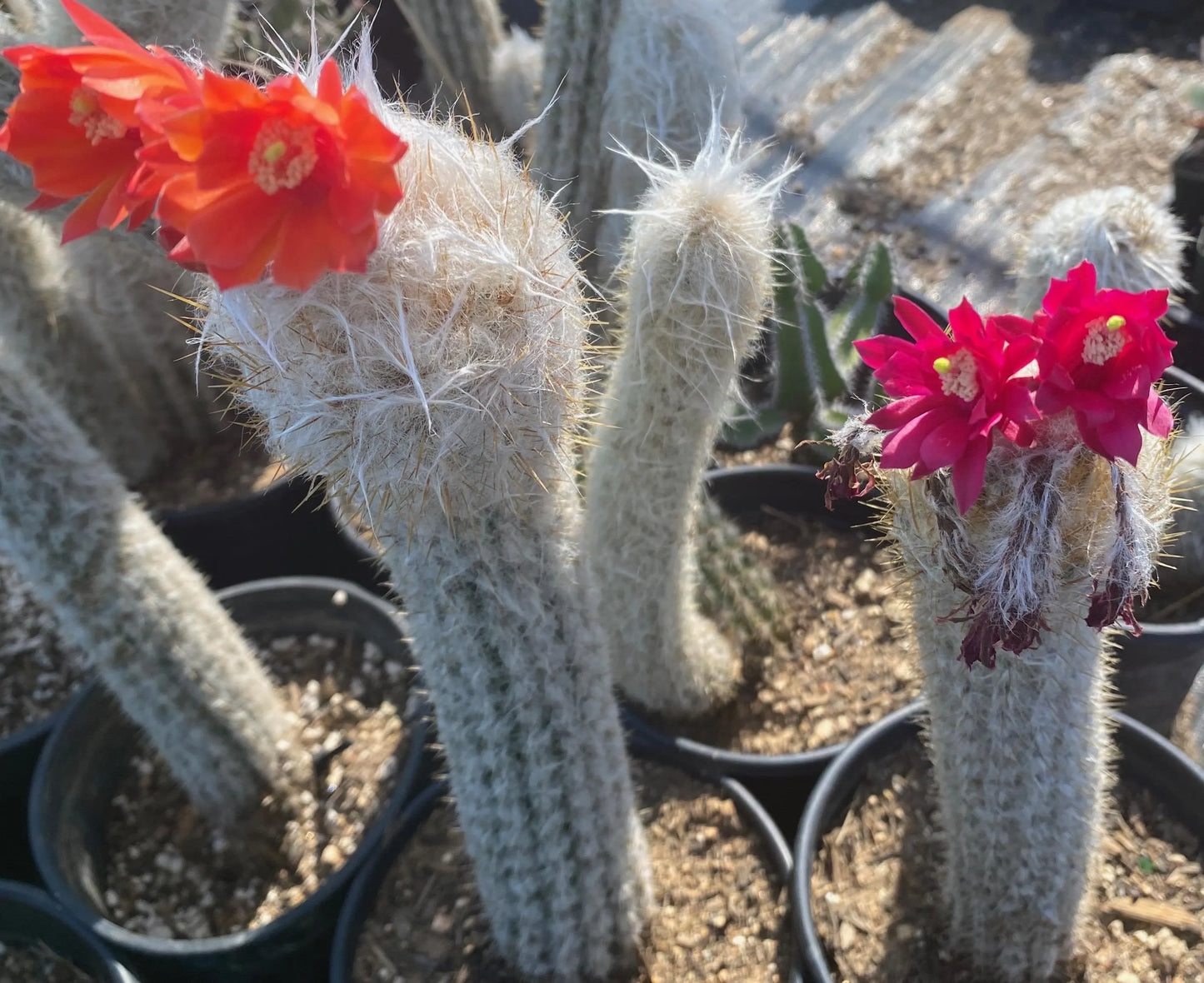Old Man of the Andes | Oreocereus doelzianus LL18