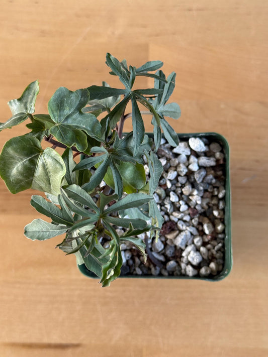 Morning Glory Flower | Ipomoea platensis LL12