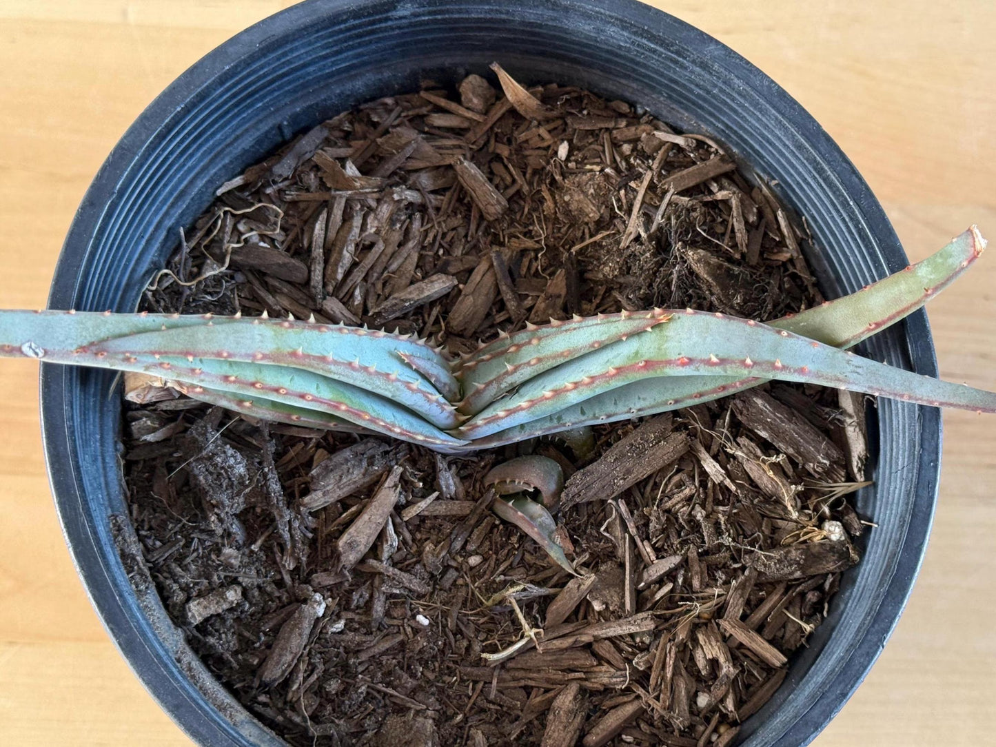 Mustache Aloe LL15 | Aloe suprafoliata