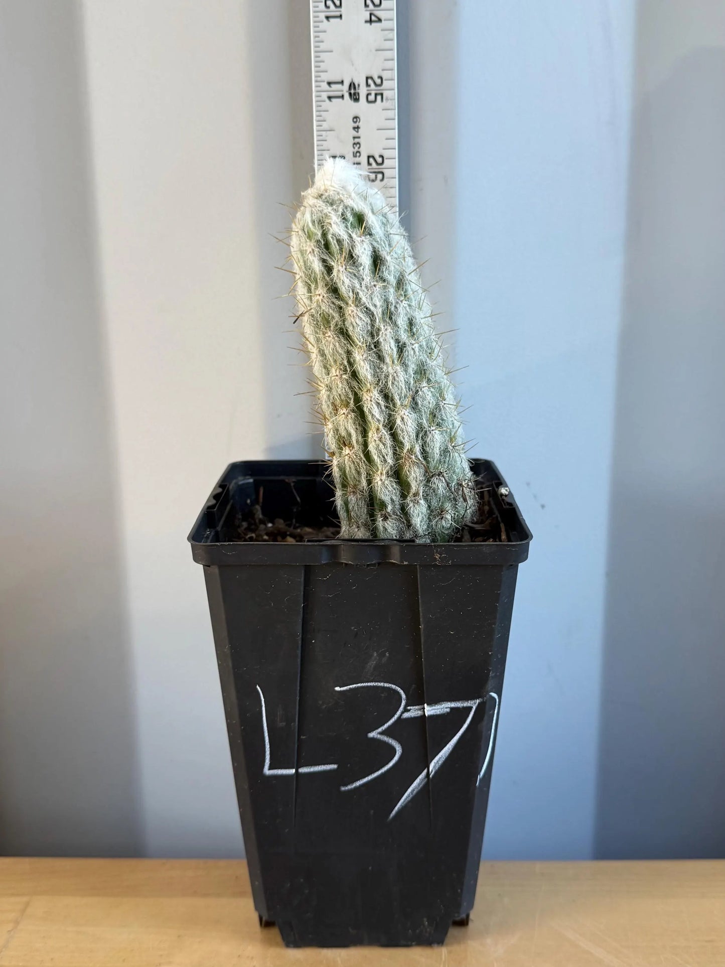 Old Man of the Andes | Oreocereus doelzianus L37