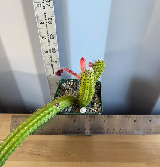 4-inch Cleistocactus samaipatanus | Bolivicereus samaipatanus L16