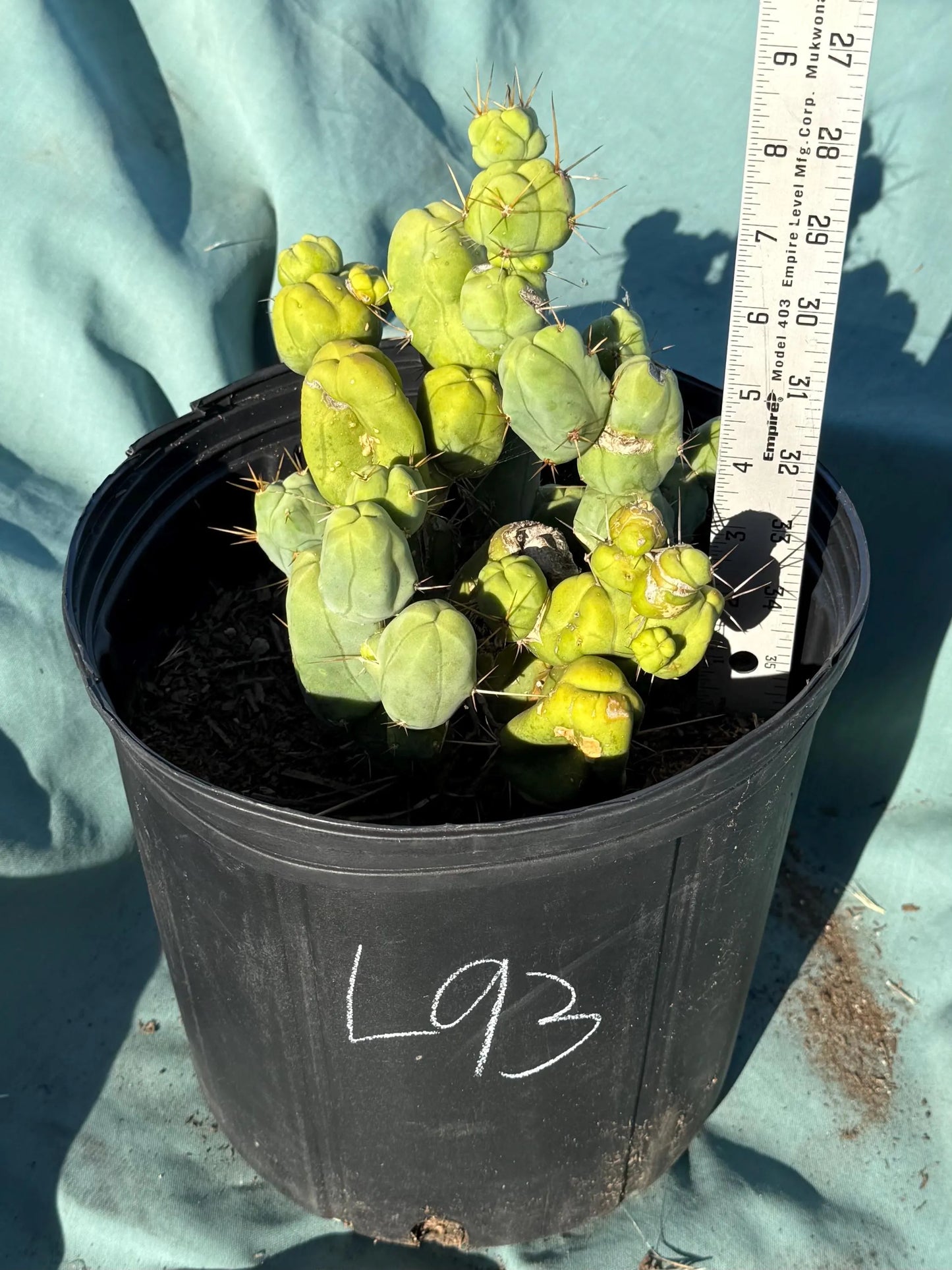 Monstrose Cactus (L93)