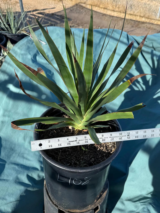 Three Gallon Dragon Tree (L108) | Dracaena draco