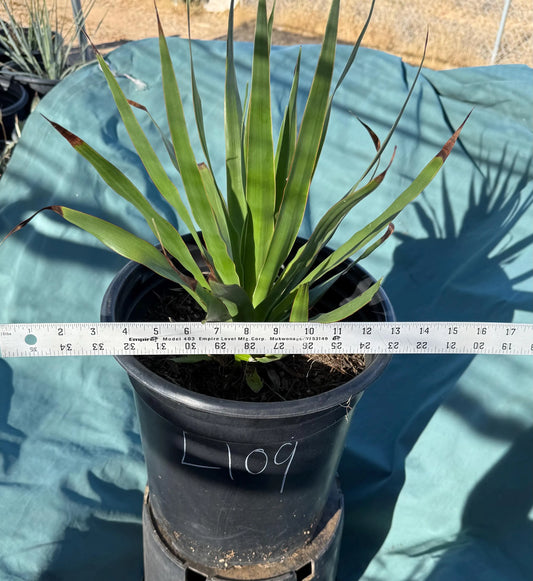 Three Gallon Dragon Tree (L109) | Dracaena draco