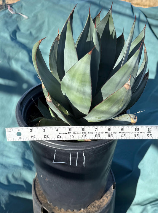 Agave celsii 'Nova' (L111)