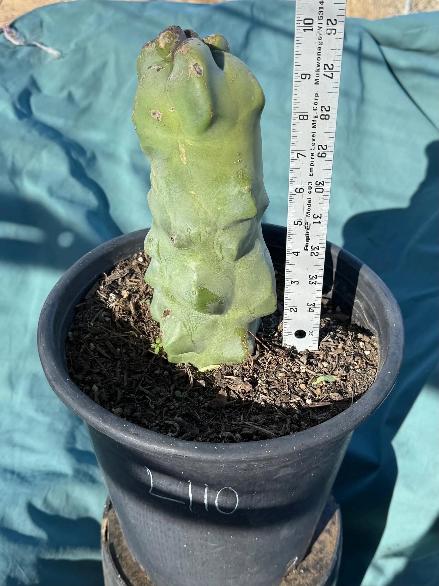 Totem Pole Cactus (L110) | Pachycereus schottii f. monstrosus