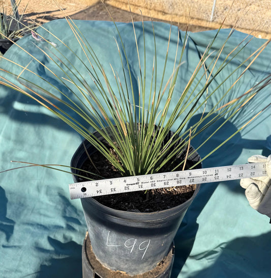 5gal Mexican Grass Tree (L99) | Dasylirion longissimum
