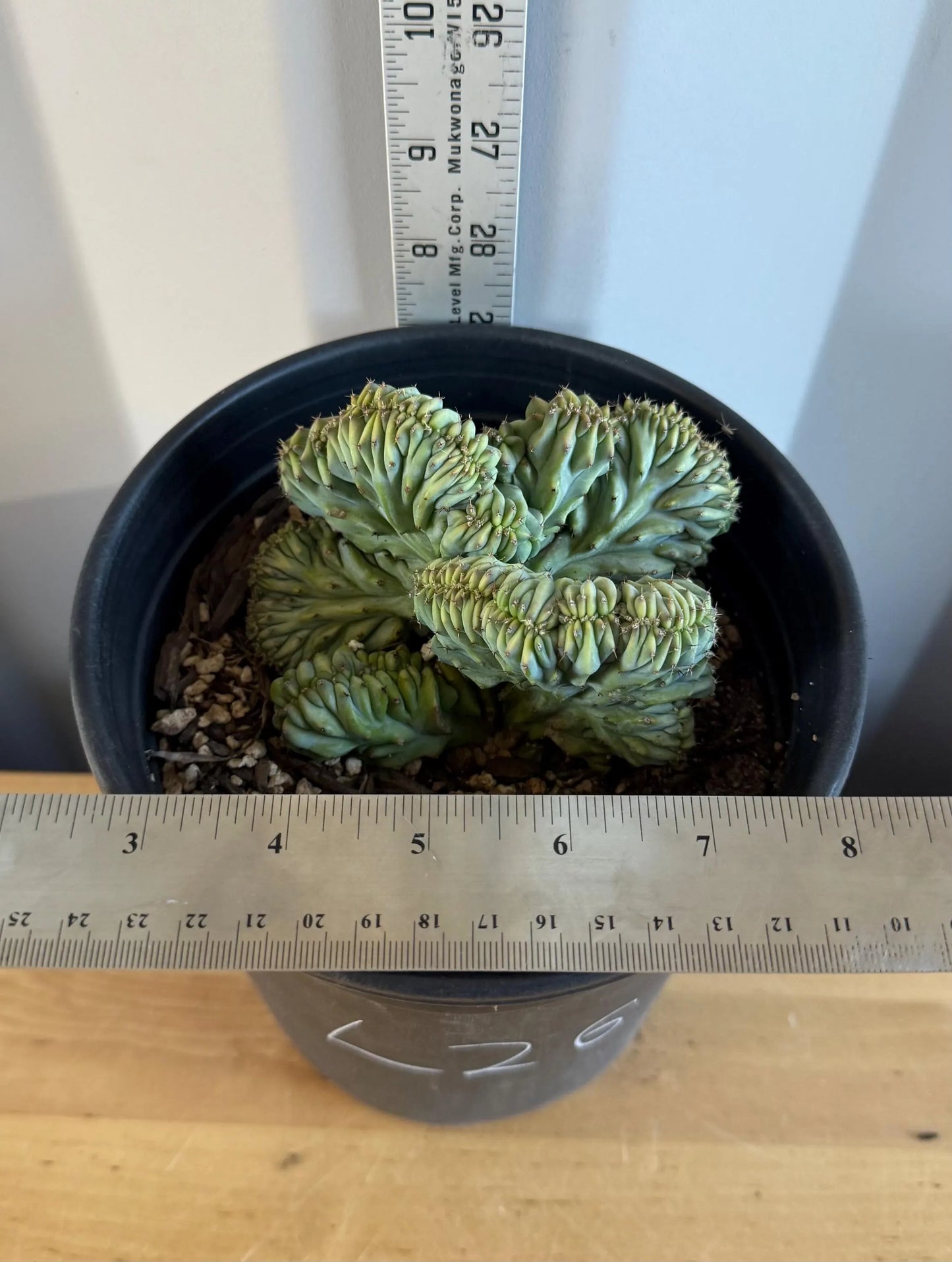 UNIQUE Crested Cactus | Myrtillocactus geometrizans ‘cristata’ (L26)