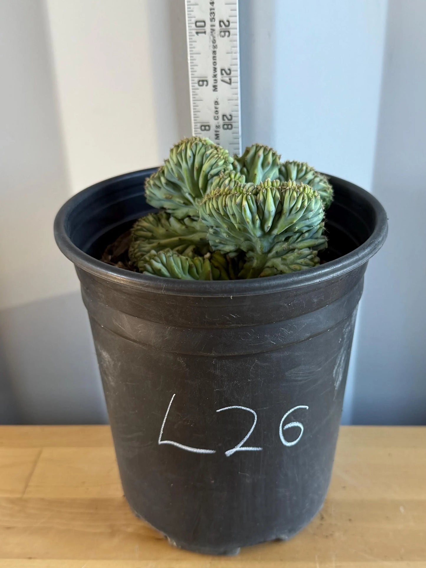 UNIQUE Crested Cactus | Myrtillocactus geometrizans ‘cristata’ (L26)
