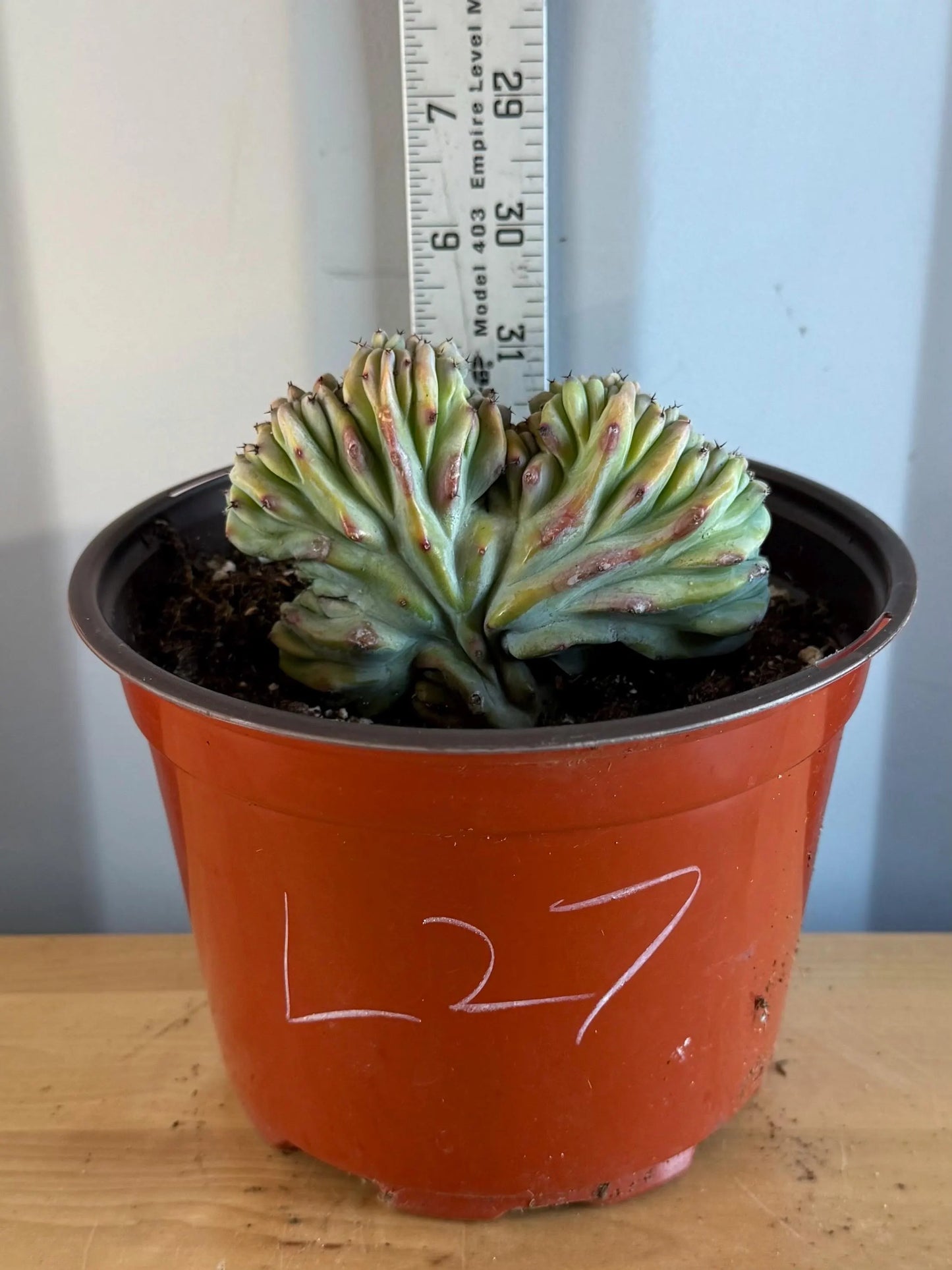 UNIQUE Crested Cactus | Myrtillocactus geometrizans ‘cristata’ (L27)