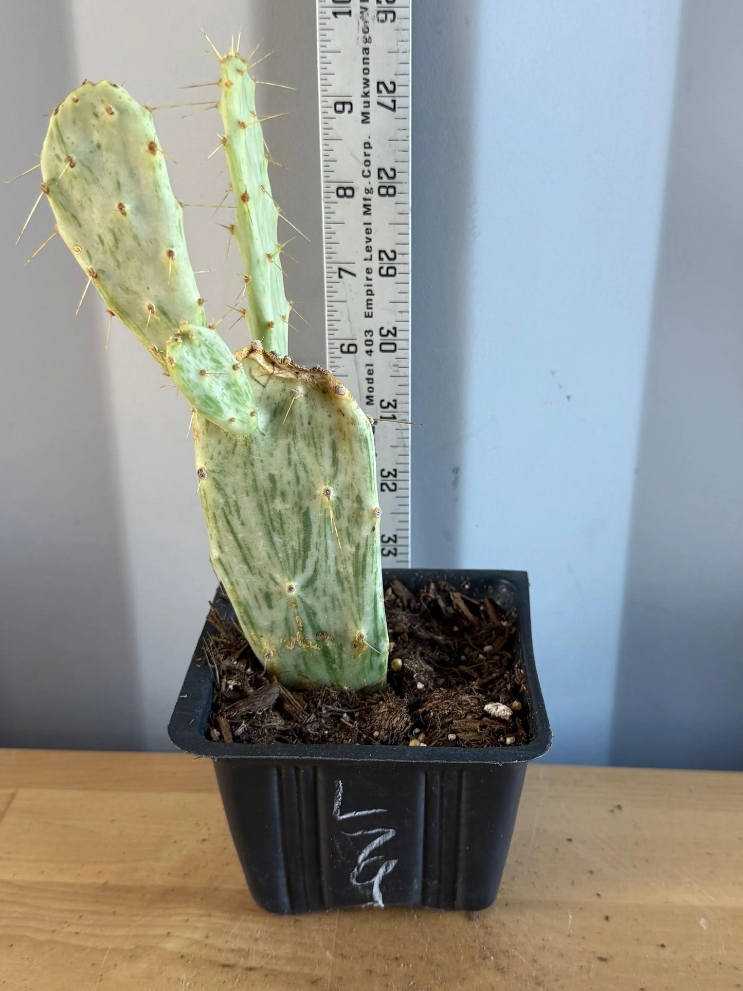 Variegated Prickly Pear (L79) | Opuntia White Variegated Form