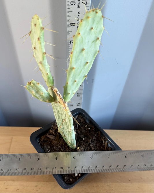 Variegated Prickly Pear (L79) | Opuntia White Variegated Form