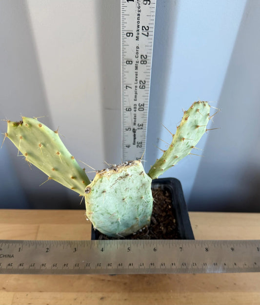 Variegated Prickly Pear (L80) | Opuntia White Variegated Form