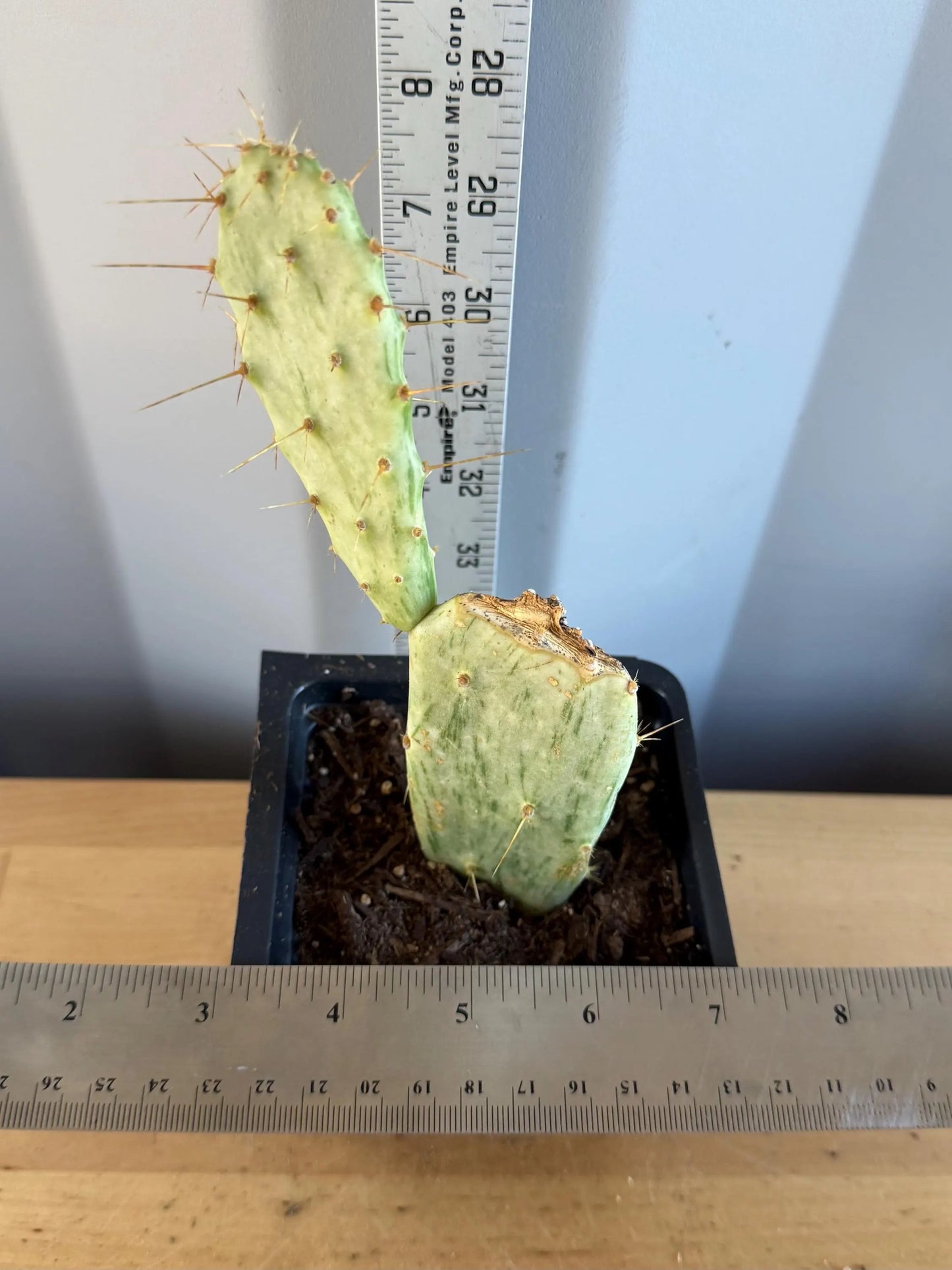 Variegated Prickly Pear (L81) | Opuntia White Variegated Form