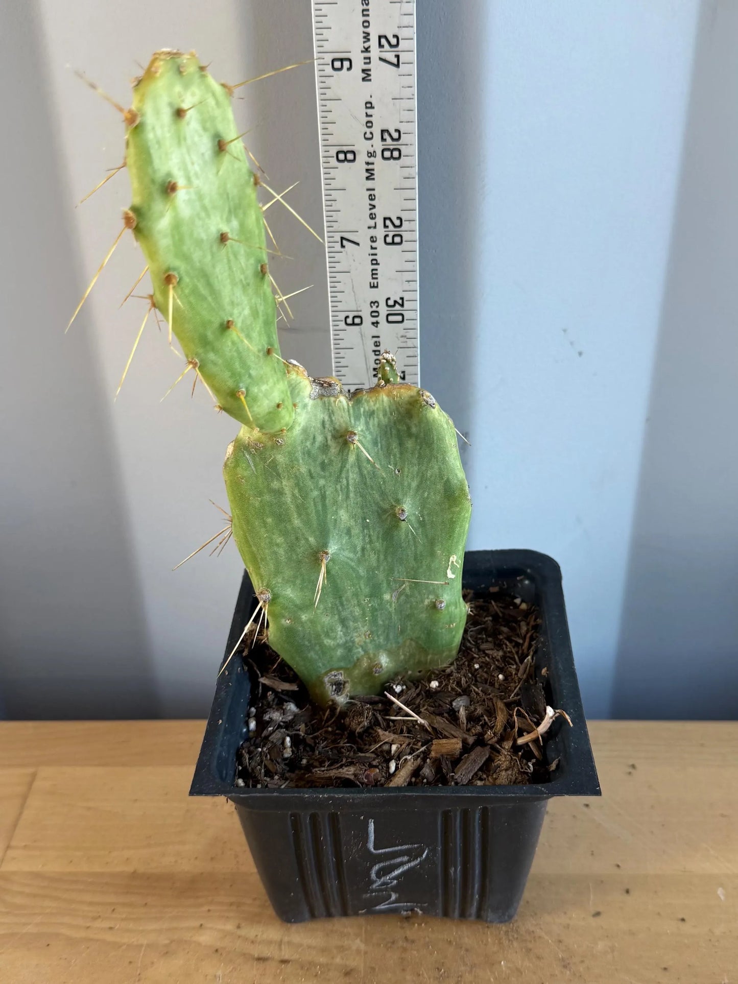 Variegated Prickly Pear (L82) | Opuntia White Variegated Form