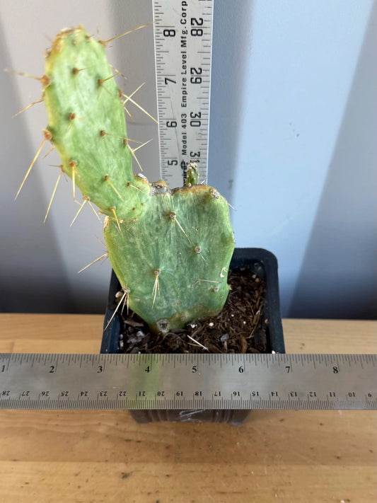 Variegated Prickly Pear (L82) | Opuntia White Variegated Form