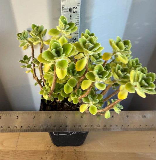 4-inch Vicks Plant | ‘Plectranthus tomentosa’ (L32)