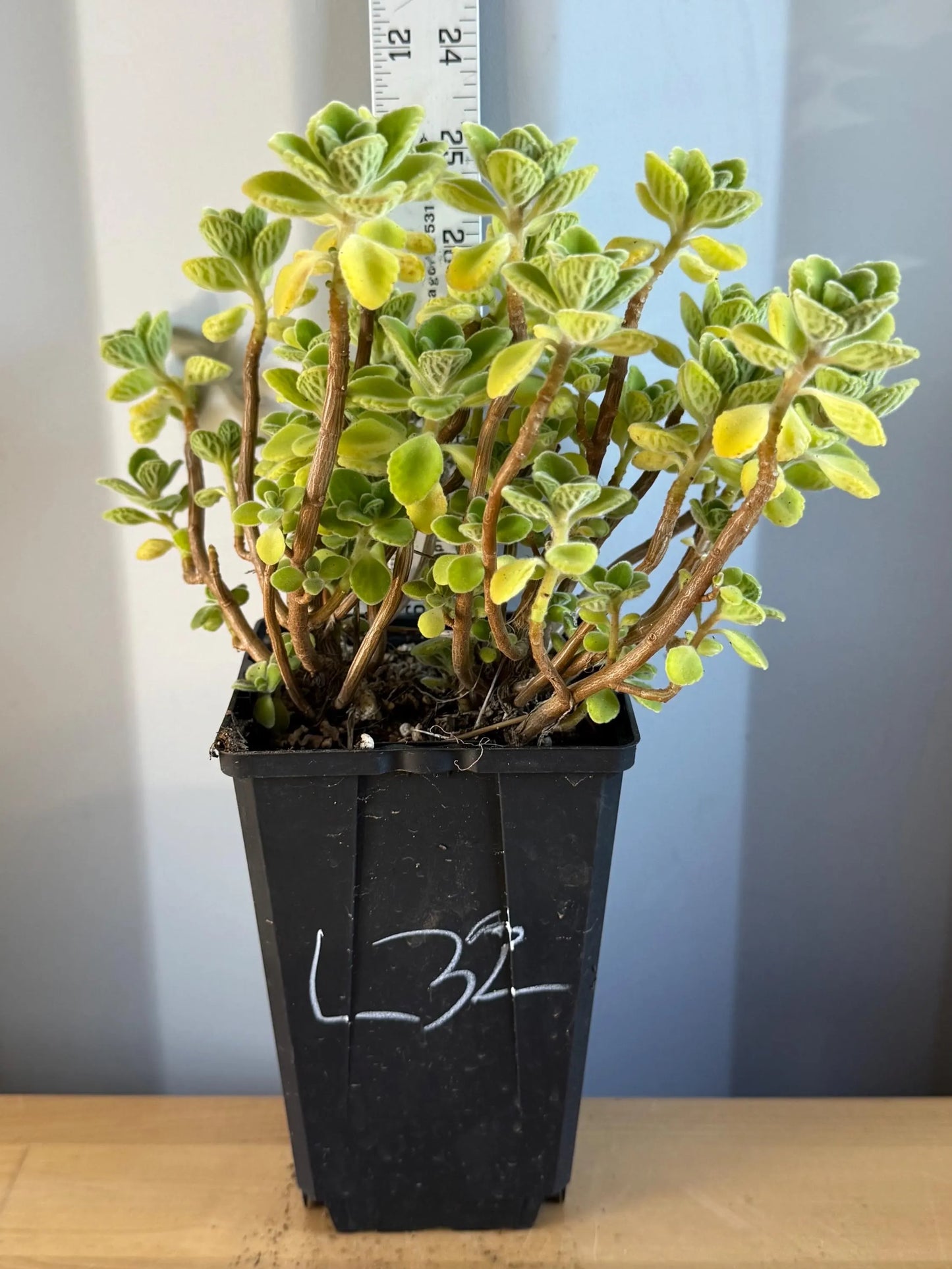 4-inch Vicks Plant | ‘Plectranthus tomentosa’ (L32)