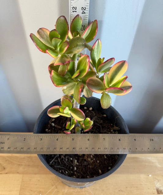 Lemon Lime Jade (L91) | Crassula ovata 'Lemon & Lime'